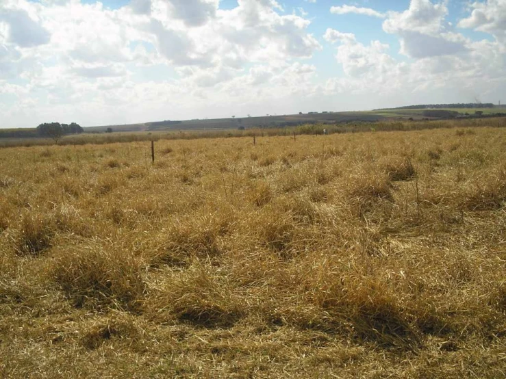 a field with some brown grass and trees in the background