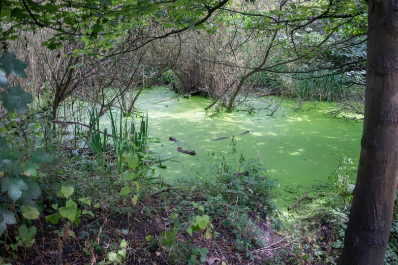 a large body of water sitting in the middle of a forest