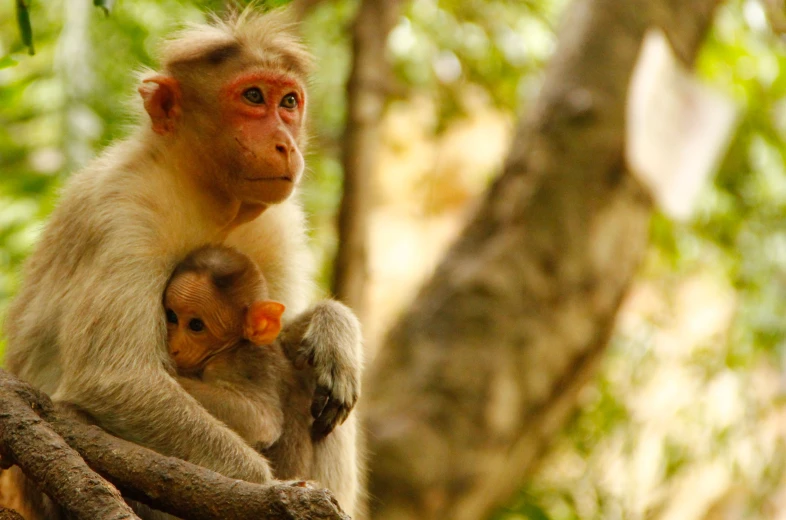 a baby monkey is holding onto the back of an adult