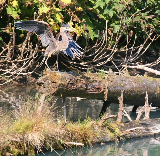 a bird that is standing on a tree nch in the water