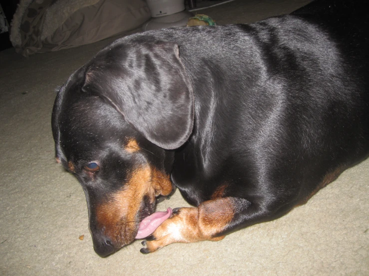 a black and brown dog laying on the floor