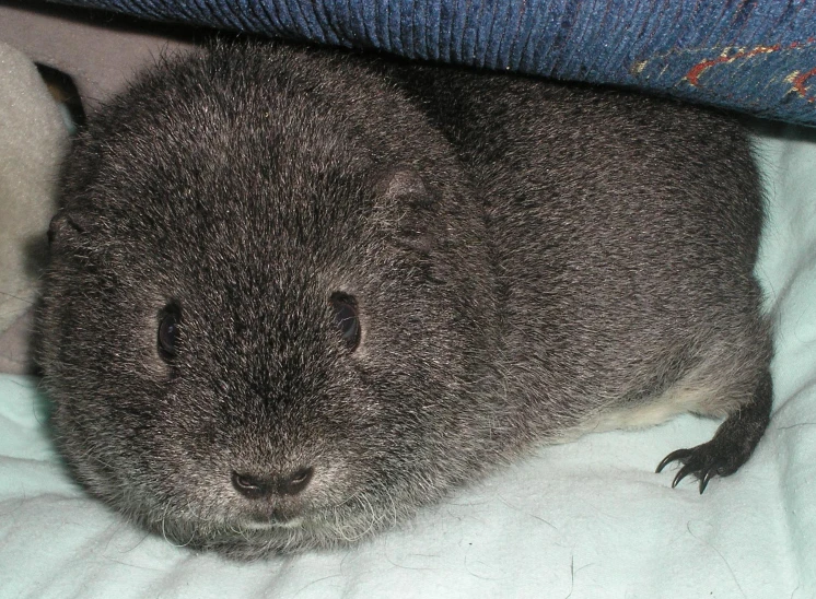a gray bunny sitting in the corner of someones bed