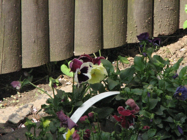 a large flower sits near some leaves in a garden