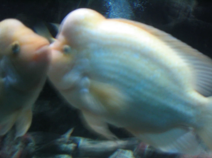 a couple of fish in an aquarium together