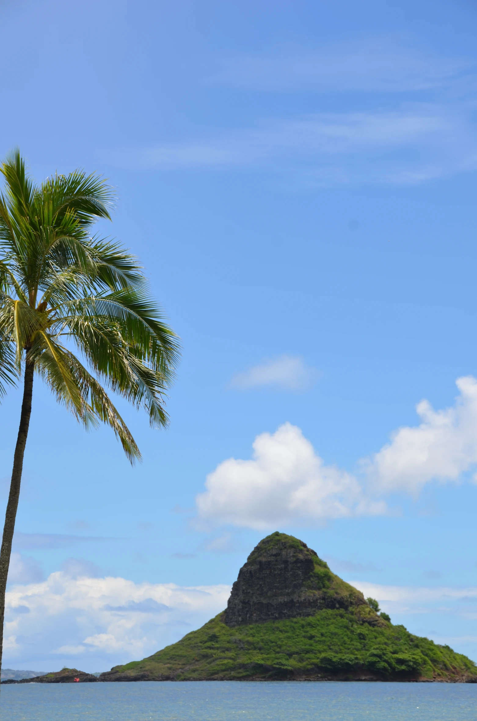 a lone palm tree near the shore of the ocean