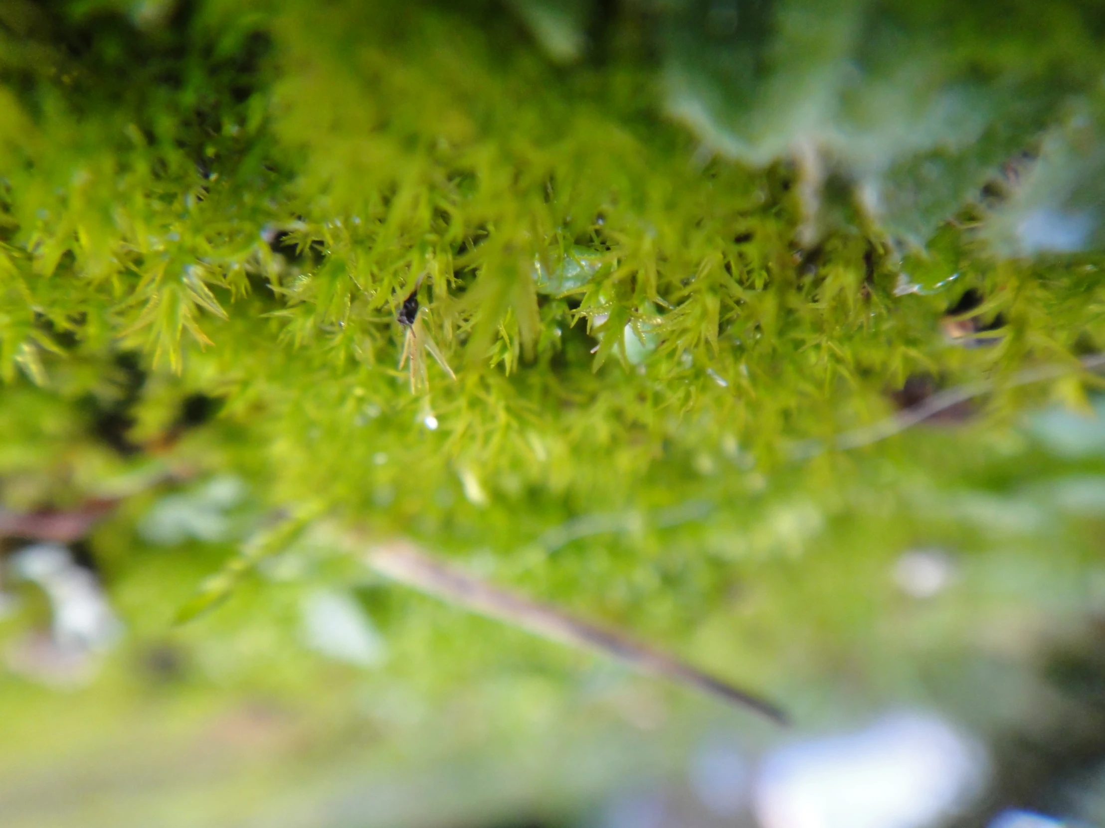 the green leaves of this tree have rained on it