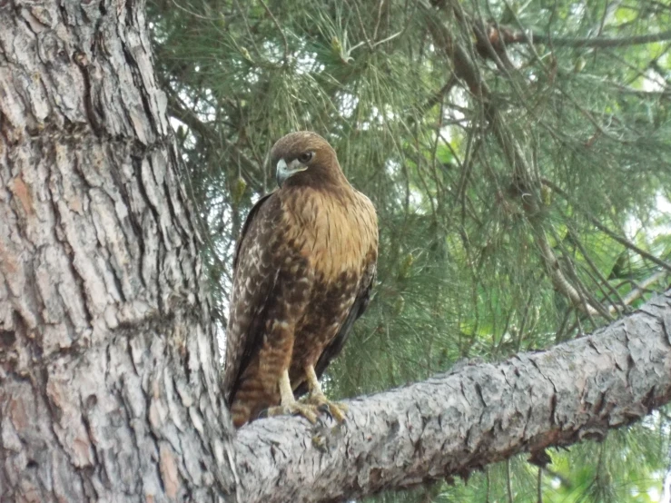 a hawk sitting in a tree looking around