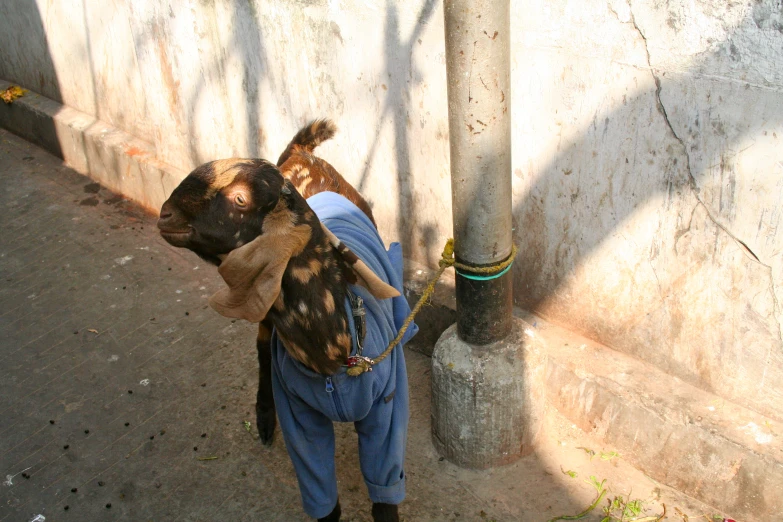 a person is holding onto a goat's head while the back looks over his shoulder