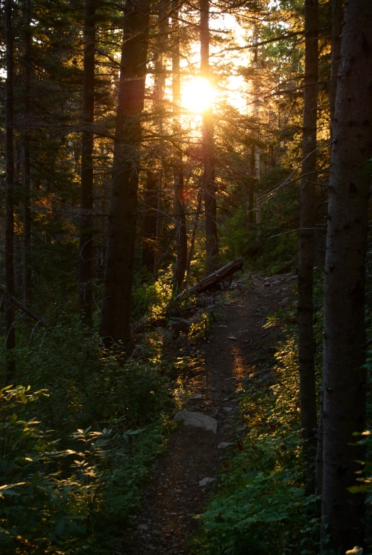 the sun is shining through a wooded area