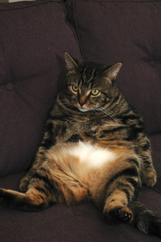 a cat lying on its side with its paws on the couch