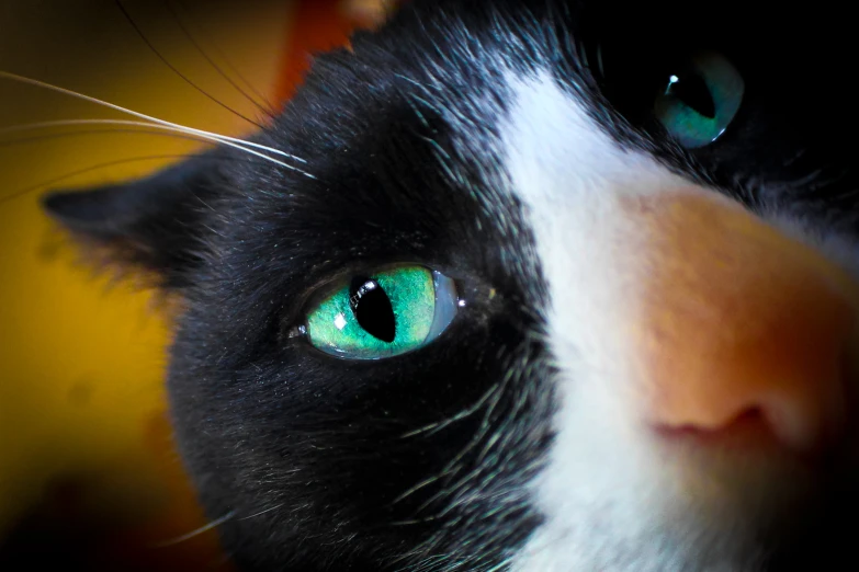 a cat with green eyes looks off to the left