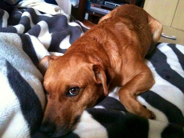 a dog that is laying on a blanket