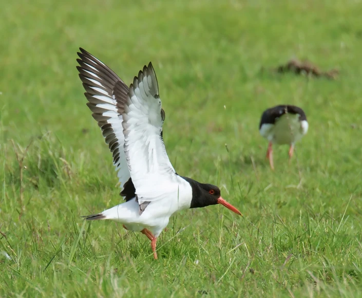 a single bird flying low to the ground