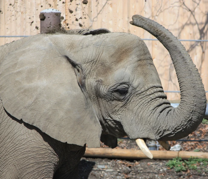 a small gray elephant with a large white tusk