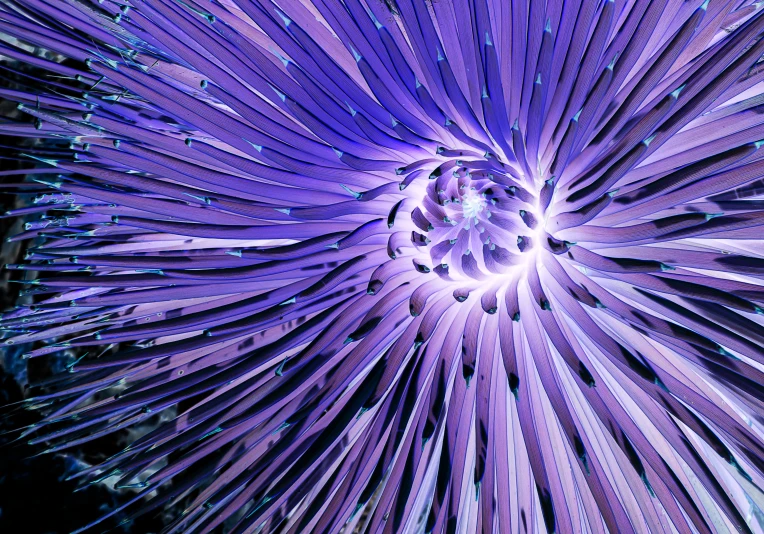 a very pretty purple flower in a garden