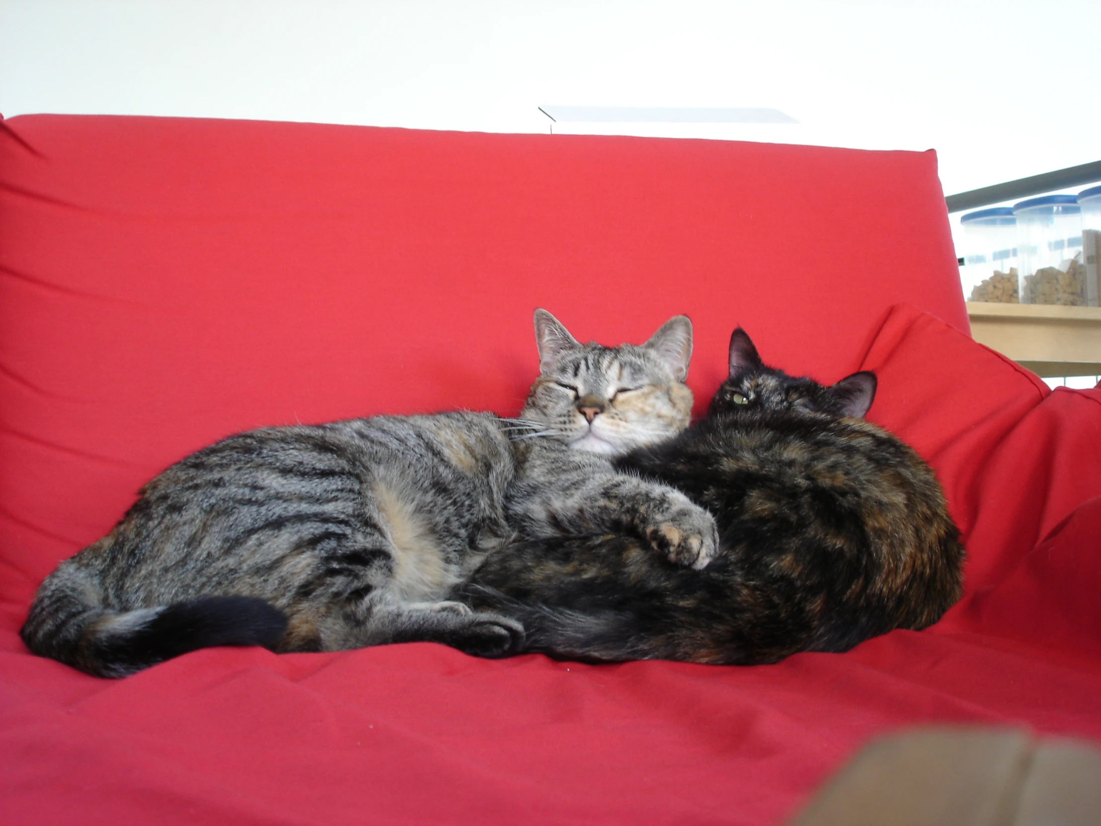 a couple of cats are sleeping on a couch