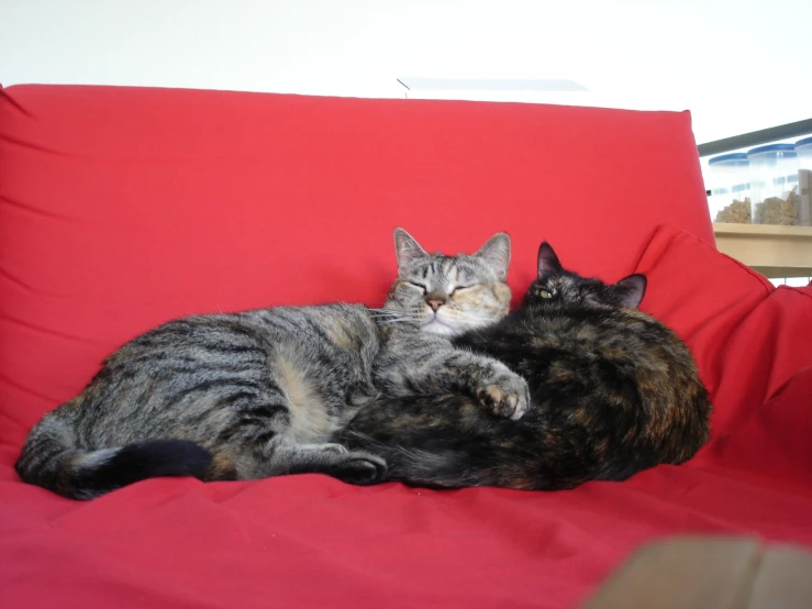 a couple of cats are sleeping on a couch