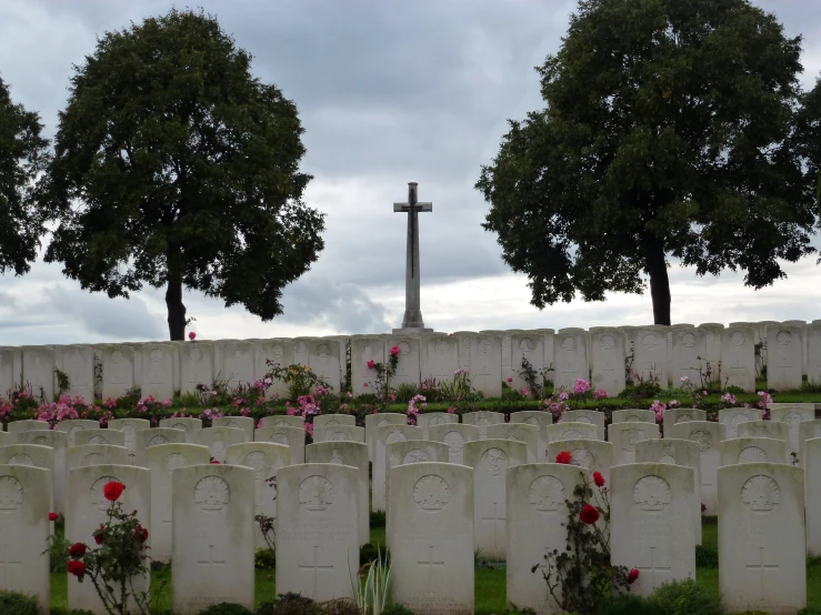 the cemetery has rows of headstones and tree