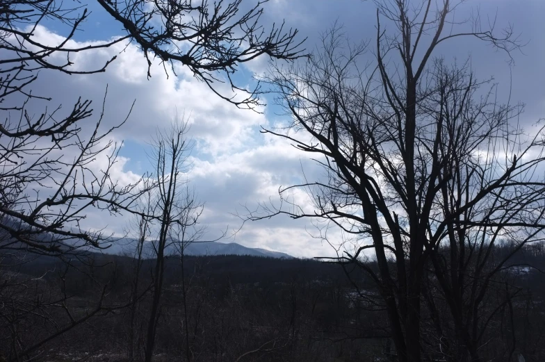 trees without leaves in front of the sky