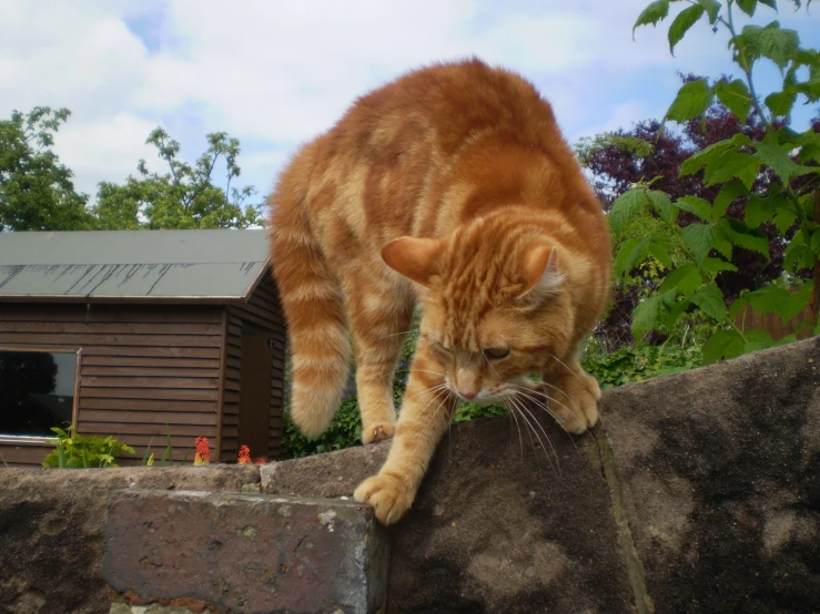 an orange and white cat is climbing on a rock