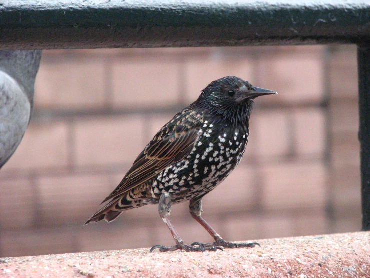 a bird perched on a railing in front of a red building