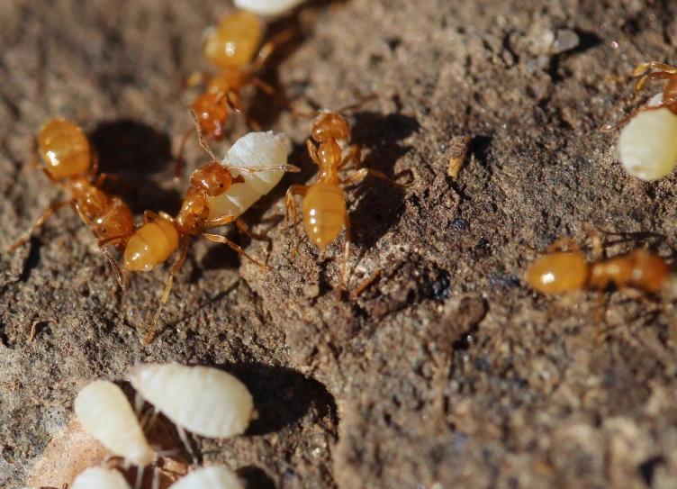 a group of bugs walking around on the ground