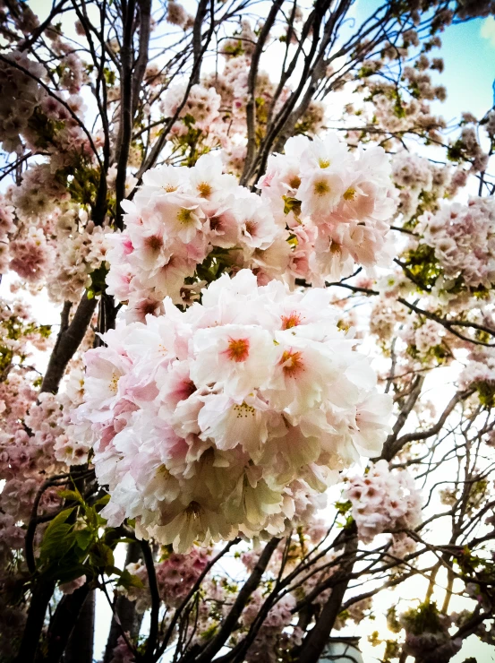 pink flowers blooming on nches with green leaves