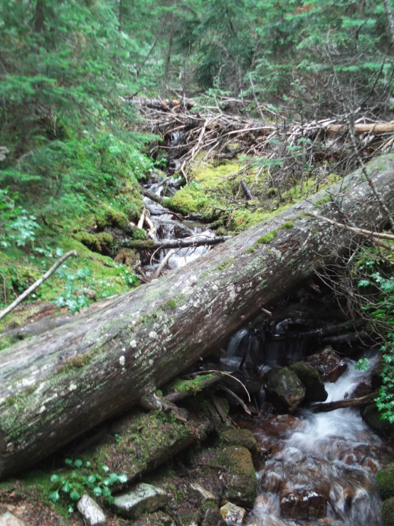 a creek that is running through a forest