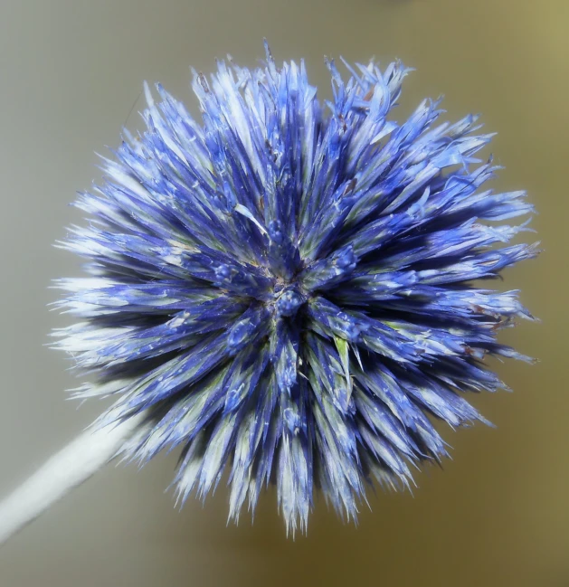 a very big pretty blue plant with many thin flowers