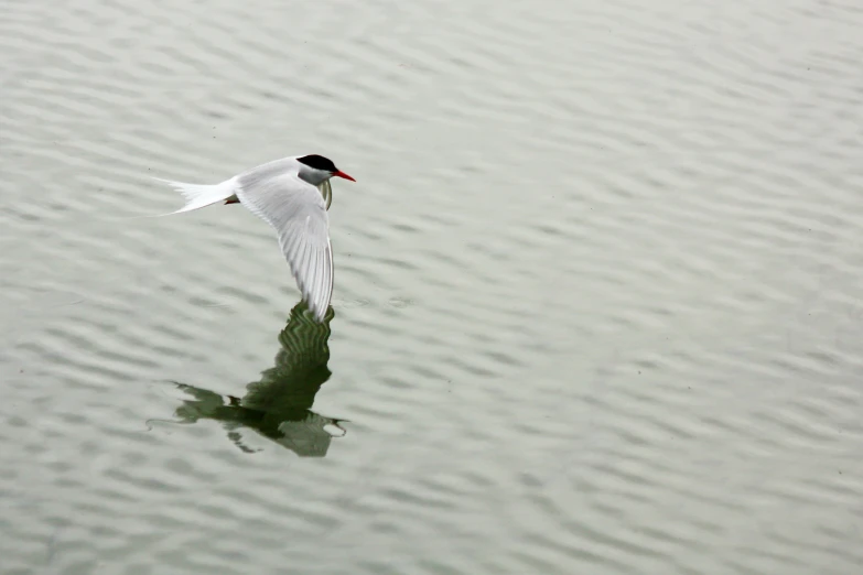 a bird flying in to the water with its wings spread