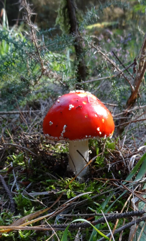 an orange mushroom with tiny white dots growing on the moss