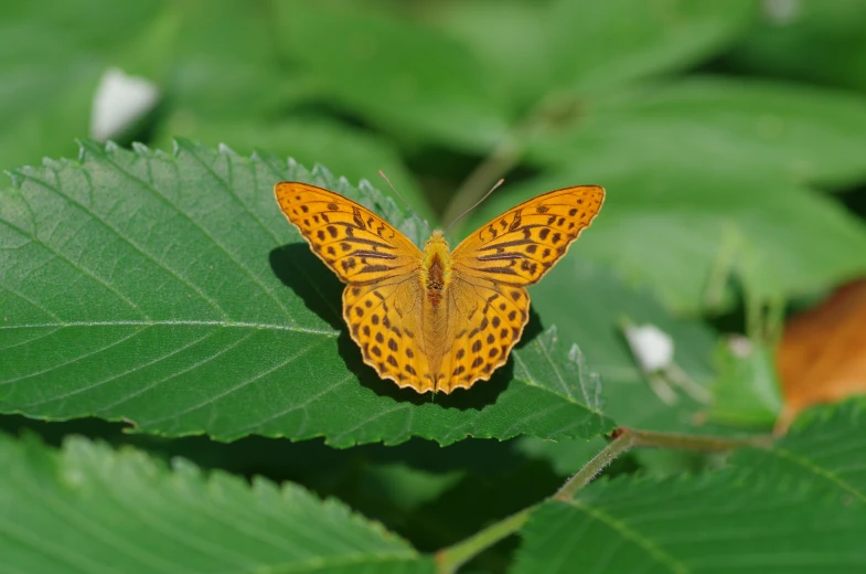 there is a large yellow erfly on a leaf