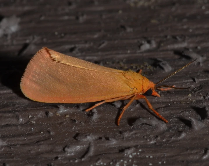 an insect on top of a wooden surface