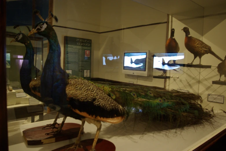 there are three pea feathers and other birds on display