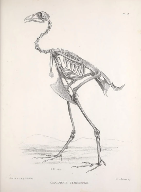 a drawing of a skeleton that is walking