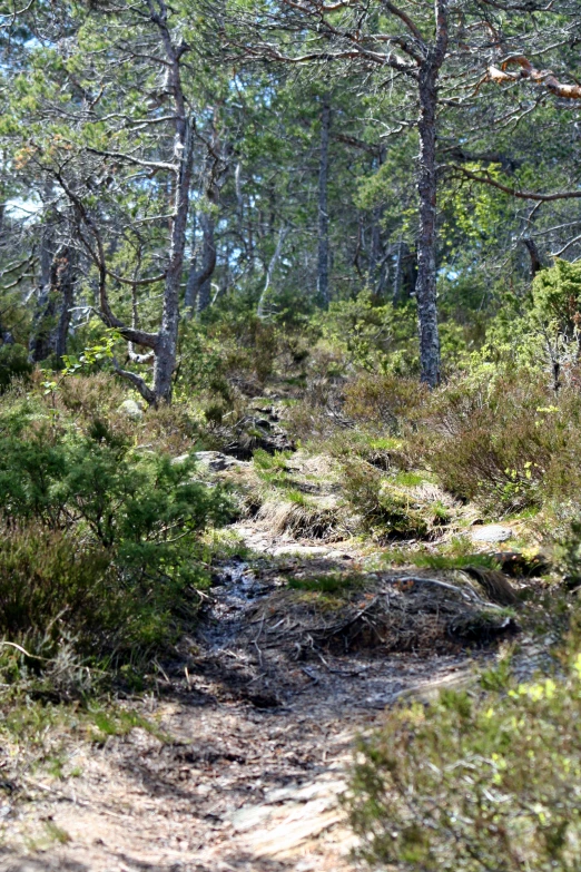 there is a dirt path in the middle of a forest