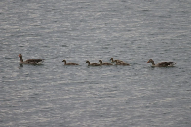 ducks swimming on the water with its own parents