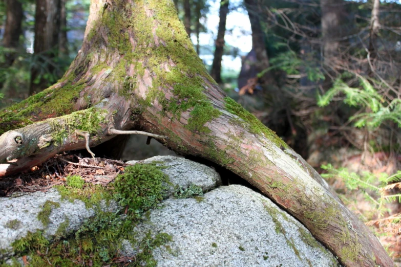 the tree is very large and there are moss growing on it