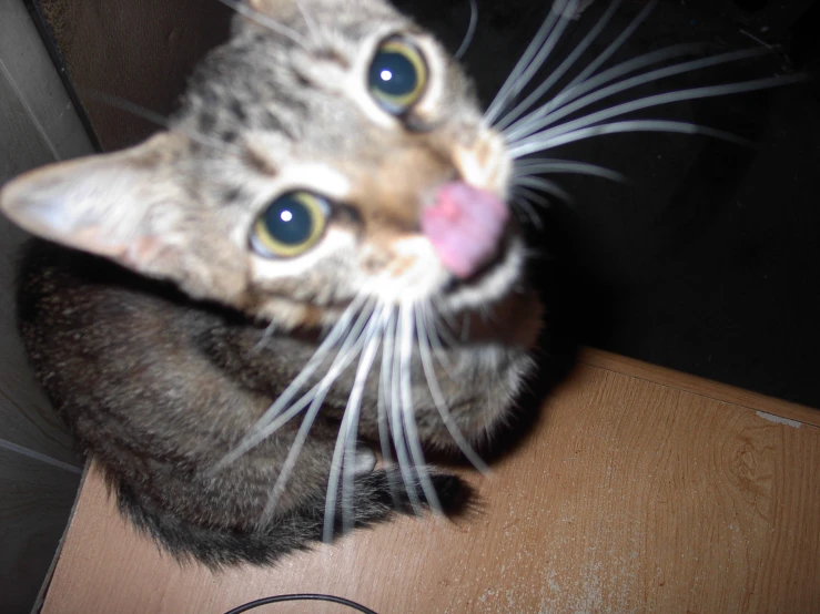 a tabby cat with its tongue sticking out
