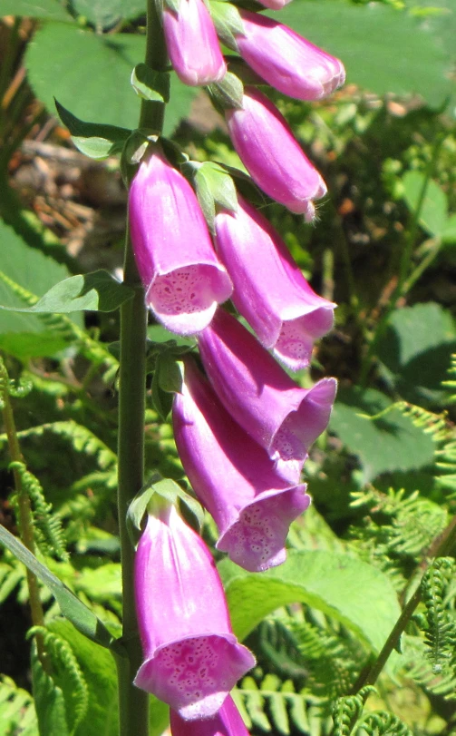 a purple flower in the midst of greenery