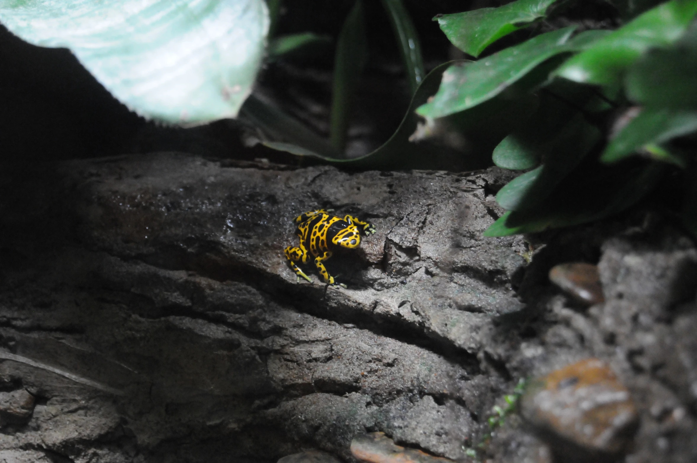 a yellow and black striped cater crawling on the side of a wood