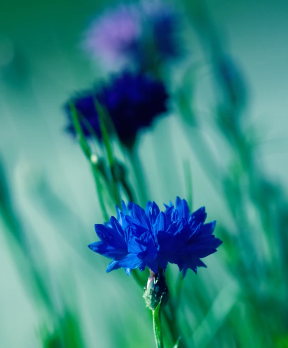 some blue flowers that are outside in the grass