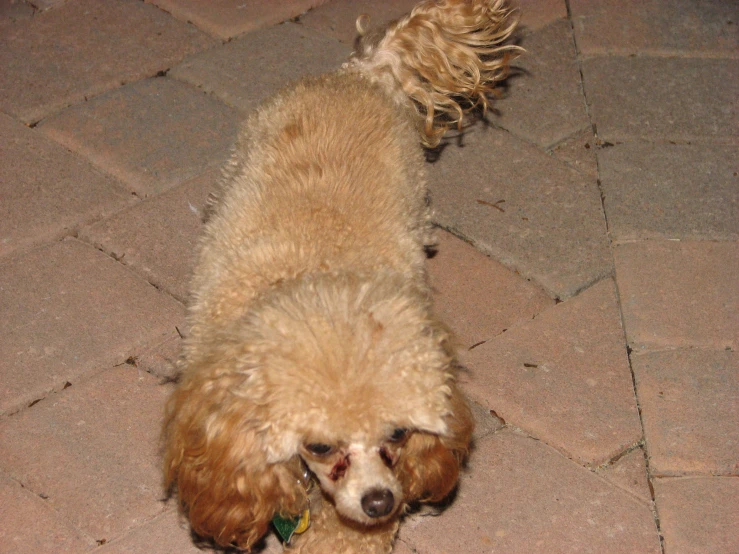 a poodle standing on its hind legs on a sidewalk