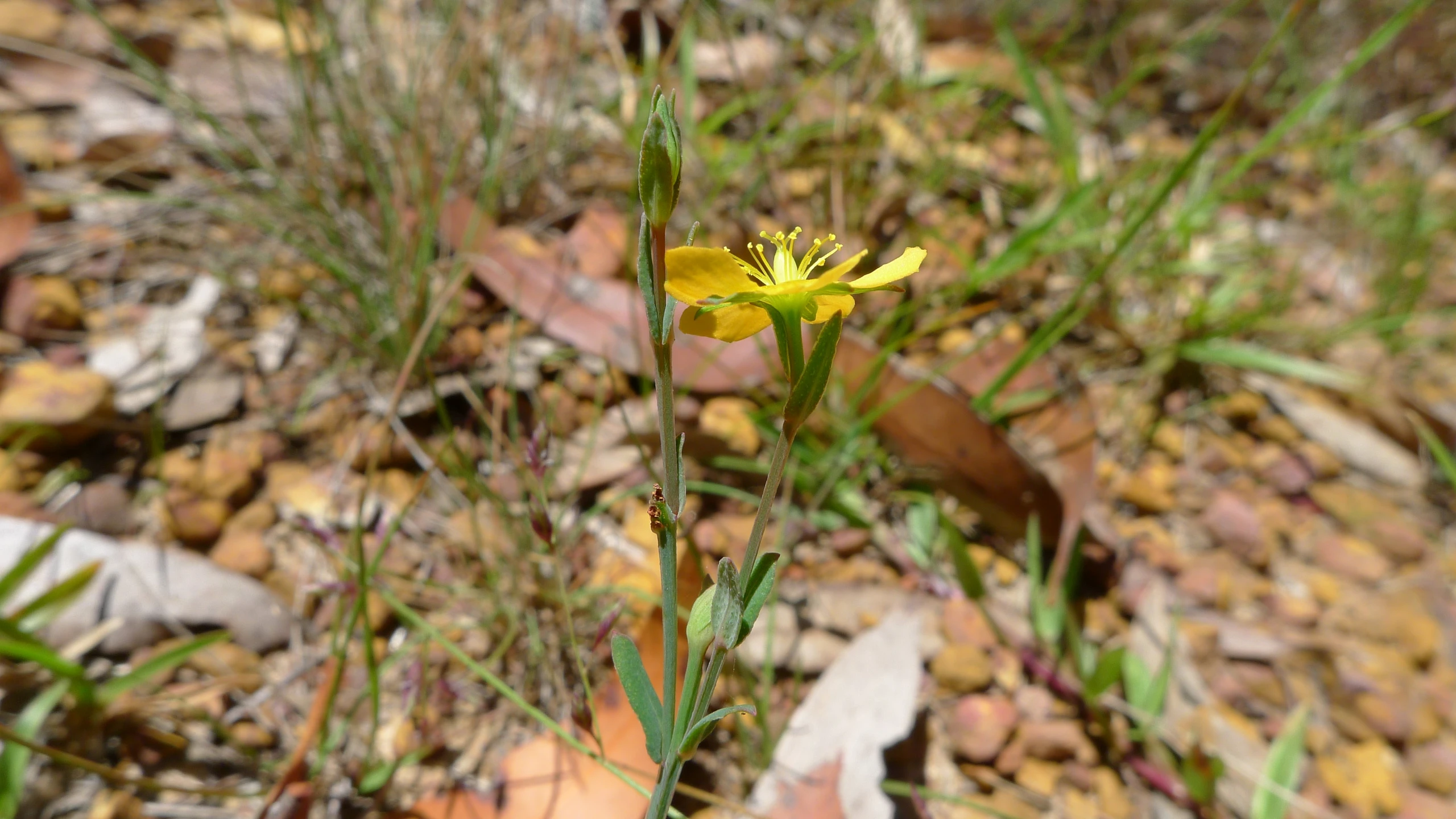 an open field with small plants and leaves