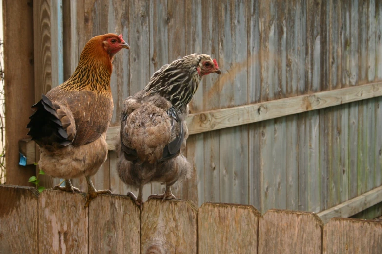 the two roosters are standing on the wooden fence