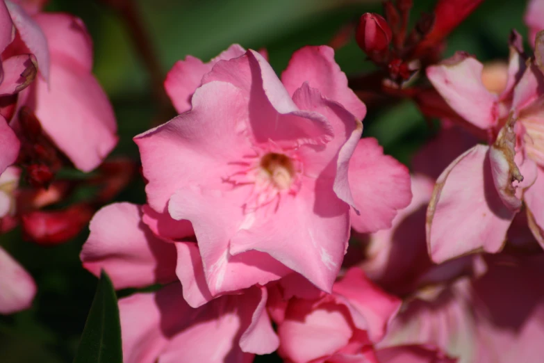 pink flowers are blooming in the open field