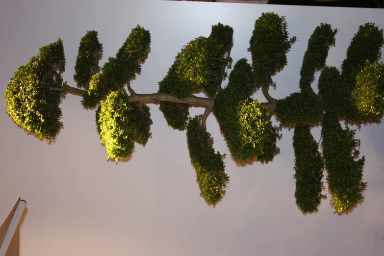 a close up of a very tall tree with lots of green leaves