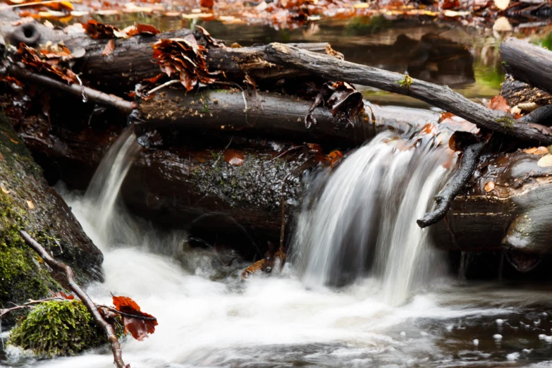 a creek in autumn with fallen leaves on the side