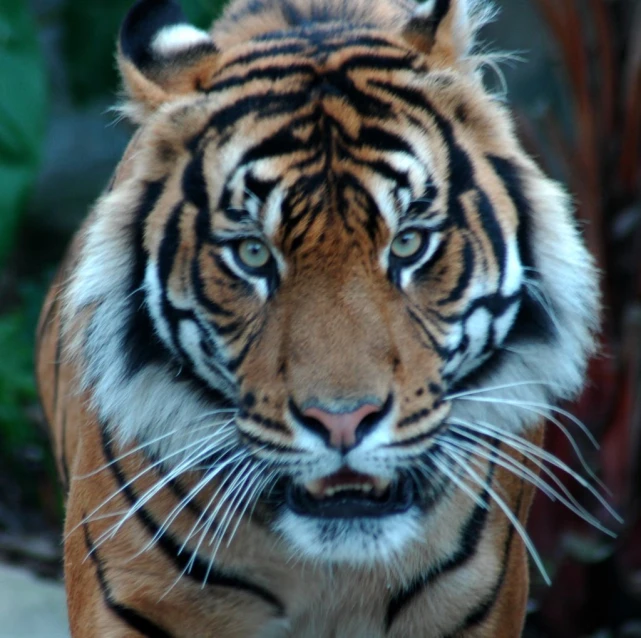 a close - up view of a tiger's face showing white stripes and a black nose