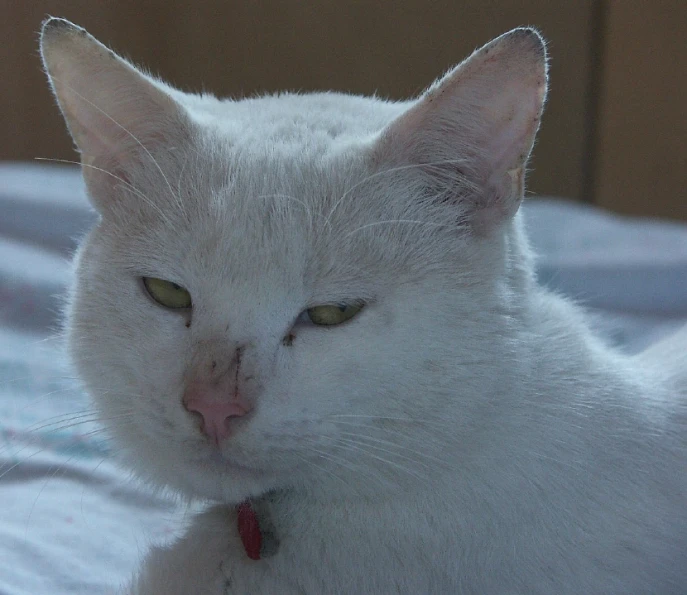 a white cat with yellow eyes is resting on a bed